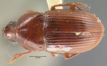 Media type: image;   Entomology 34446 Aspect: habitus dorsal view
